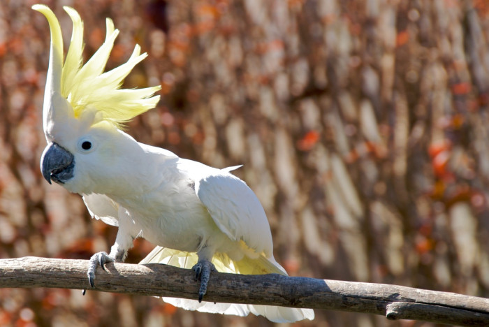 Papouščí zoologická zahrada 3