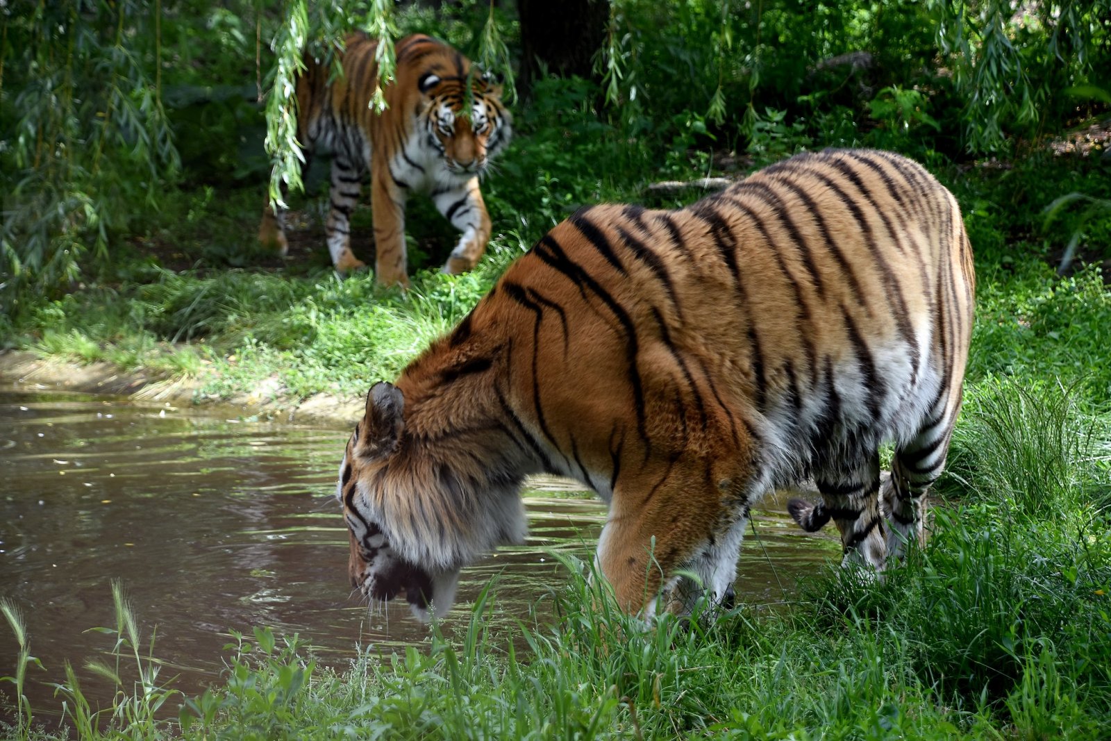 Zoologická zahrada Hodonín